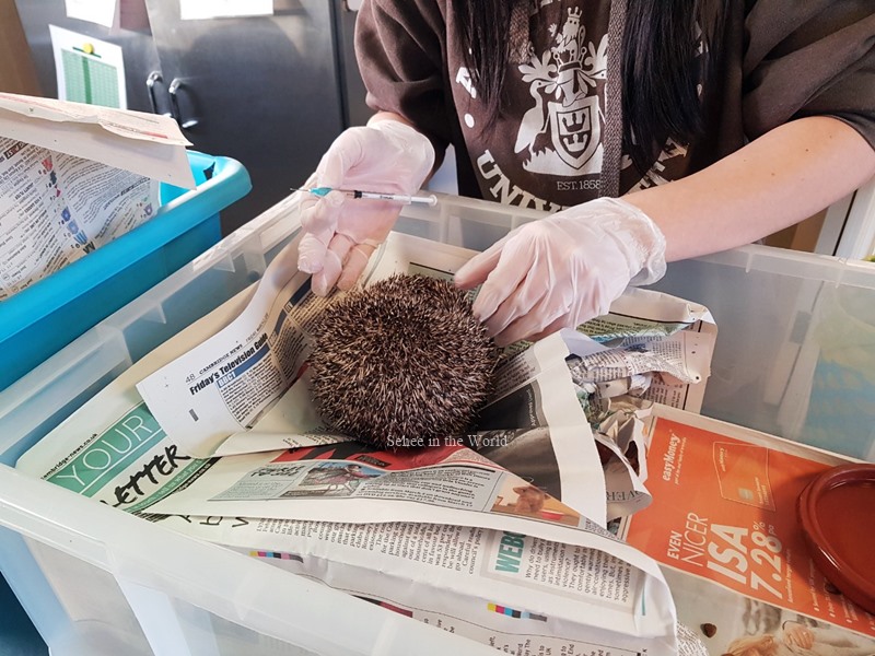 Cambridge Shepreth Hedgehog Hospital - Medical Treatment for Hedgehog - Sehee in the World