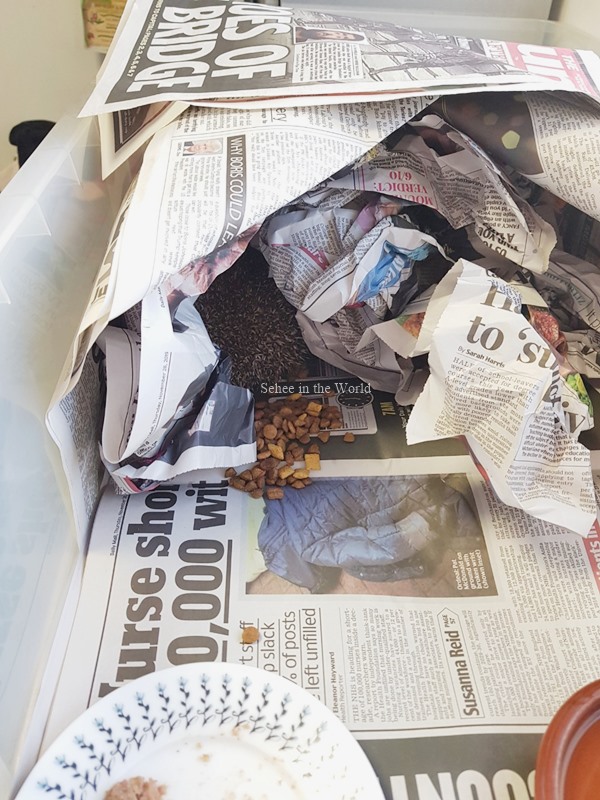 Cambridge Shepreth Hedgehog Hospital - Hedgehog snuggling in its newspaper house - Sehee in the World