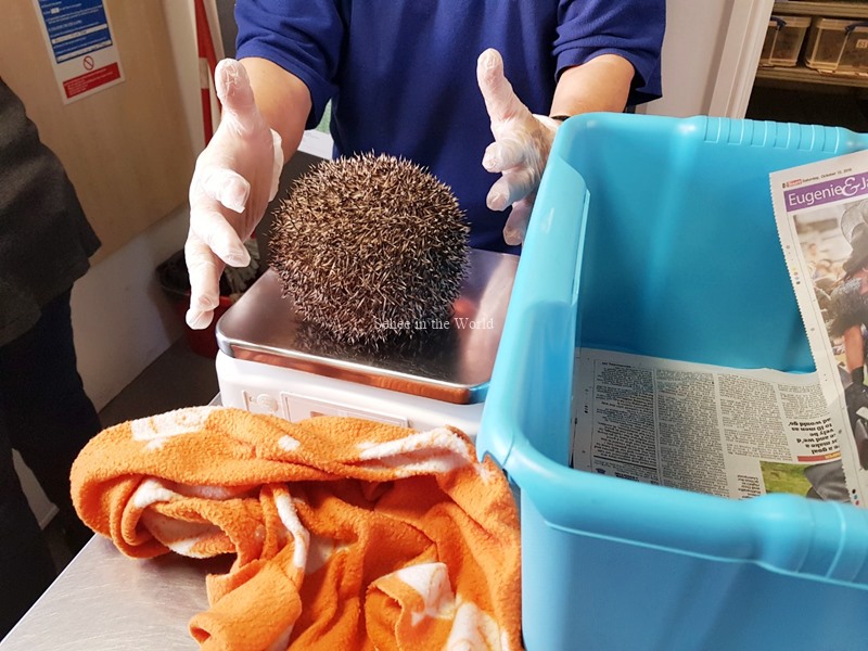 Cambridge Shepreth Hedgehog Hospital - Checking Hedgehog's Weight as Health Checkup - Sehee in the World