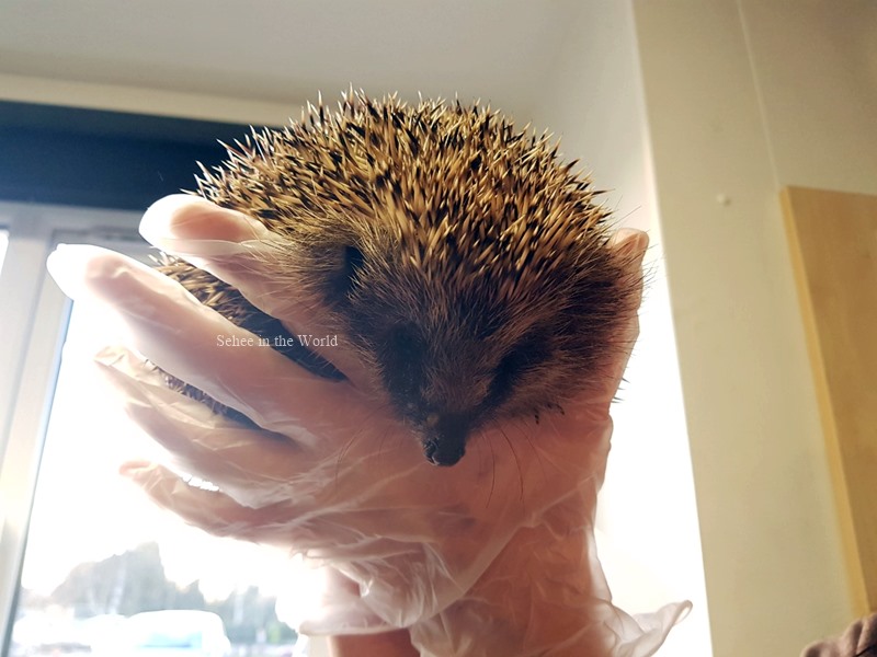 Cambridge Shepreth Hedgehog Hospital - Cute little hedgehog with good medical treatment - Sehee in the World