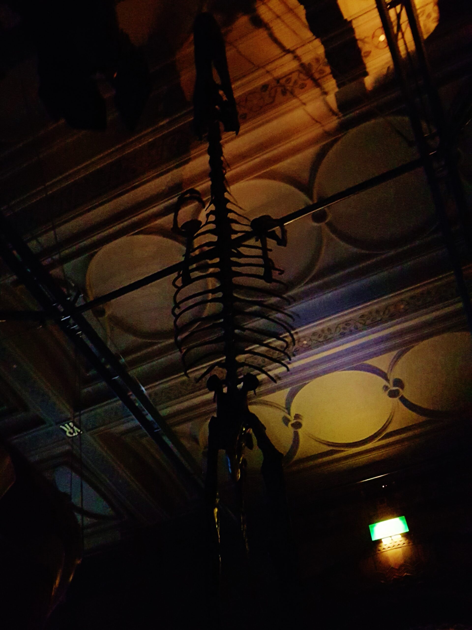 Exploring the Dinosaur Gallery