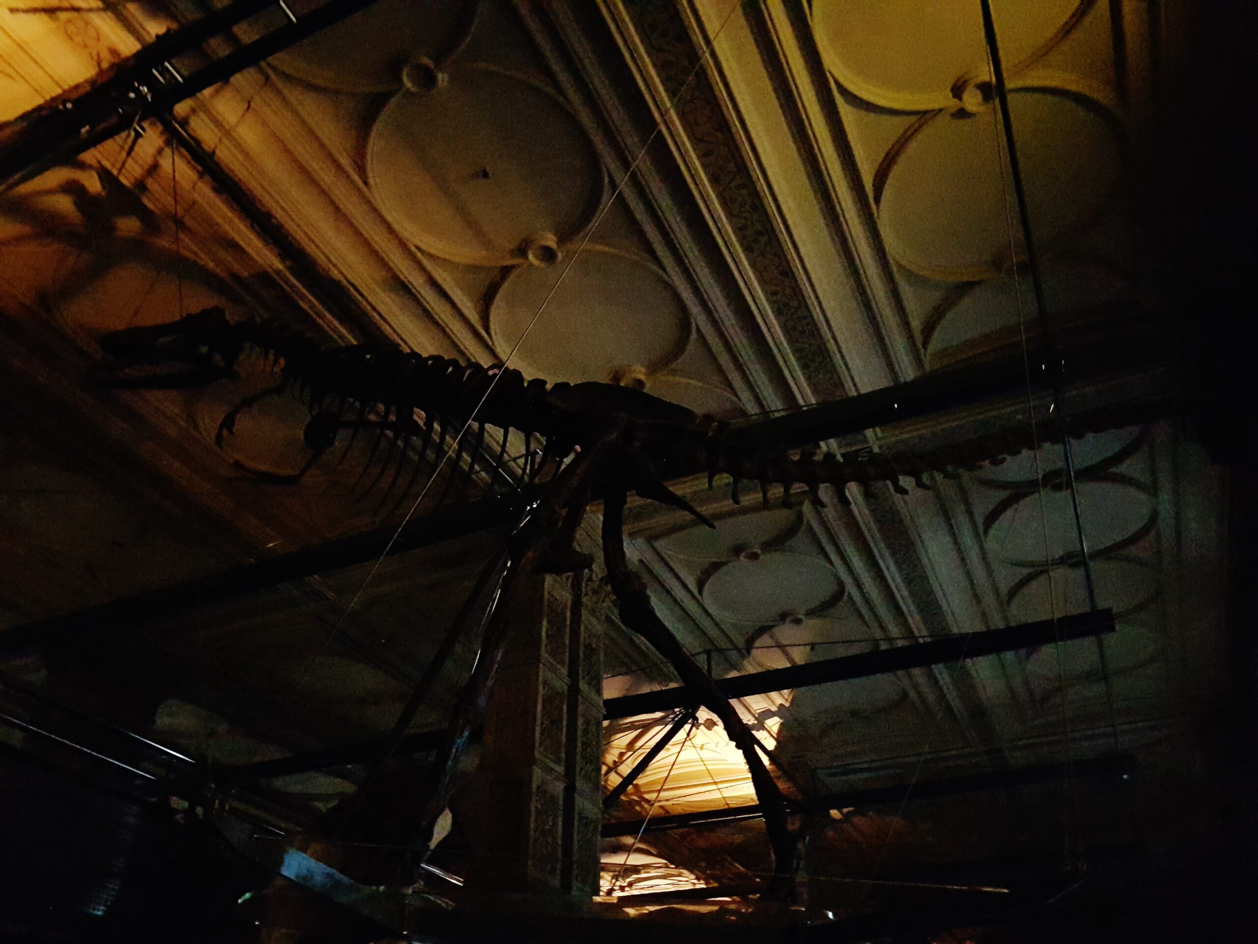 Exploring the Dinosaur Gallery