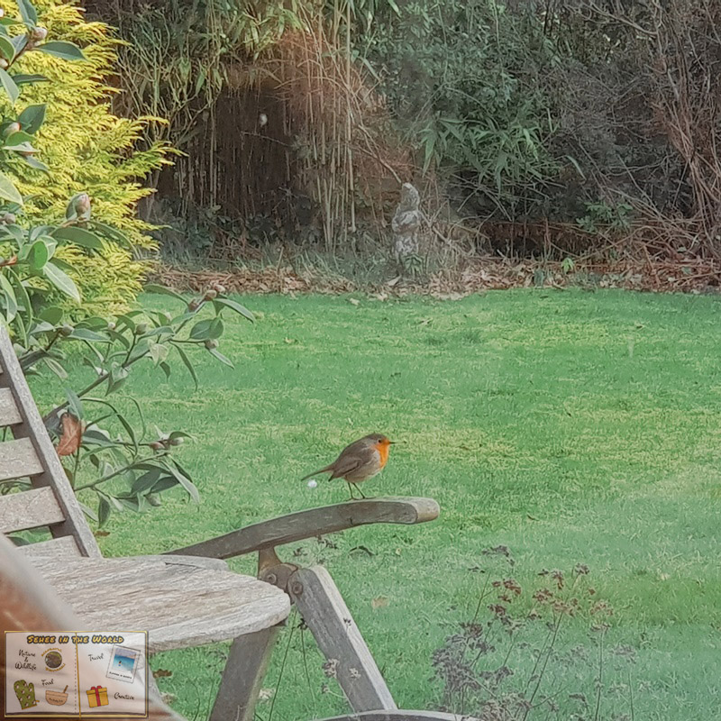 Curious, territorial European robin, sitting on a garden chair - photo taken by me in England in February, Sehee in the World