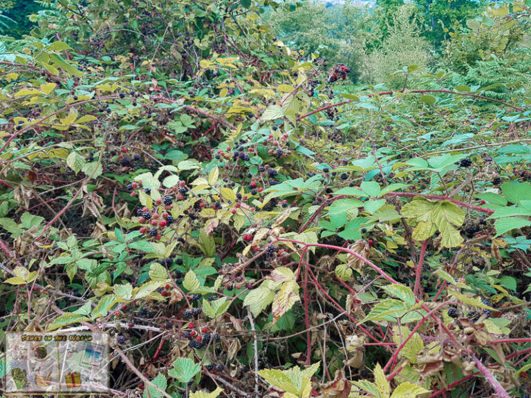 First Wild Blackberry Picking in England Sehee in the World