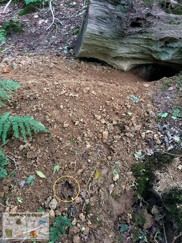 Finding evidence of badgers in the UK - alongside the badger trail, we saw a footprint of a badger - Photo taken by me, Sehee in the World