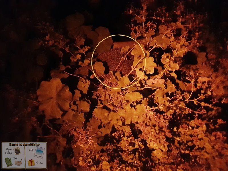 A hedgehog living in the garden. This one was found near the bird bath late at night - photo taken by me, Sehee in the World