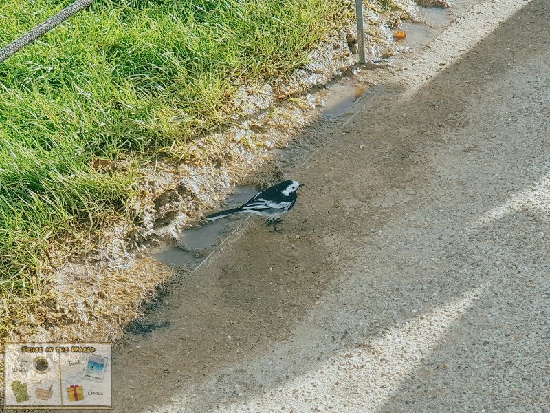 A tiny pied wagtail is one of wildlife species you can see at Stonehenge - photo taken by me, Sehee in the World