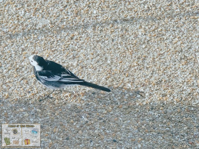 A tiny pied wagtail loitering around tourists at Stonehenge - photo taken by me, Sehee in the World