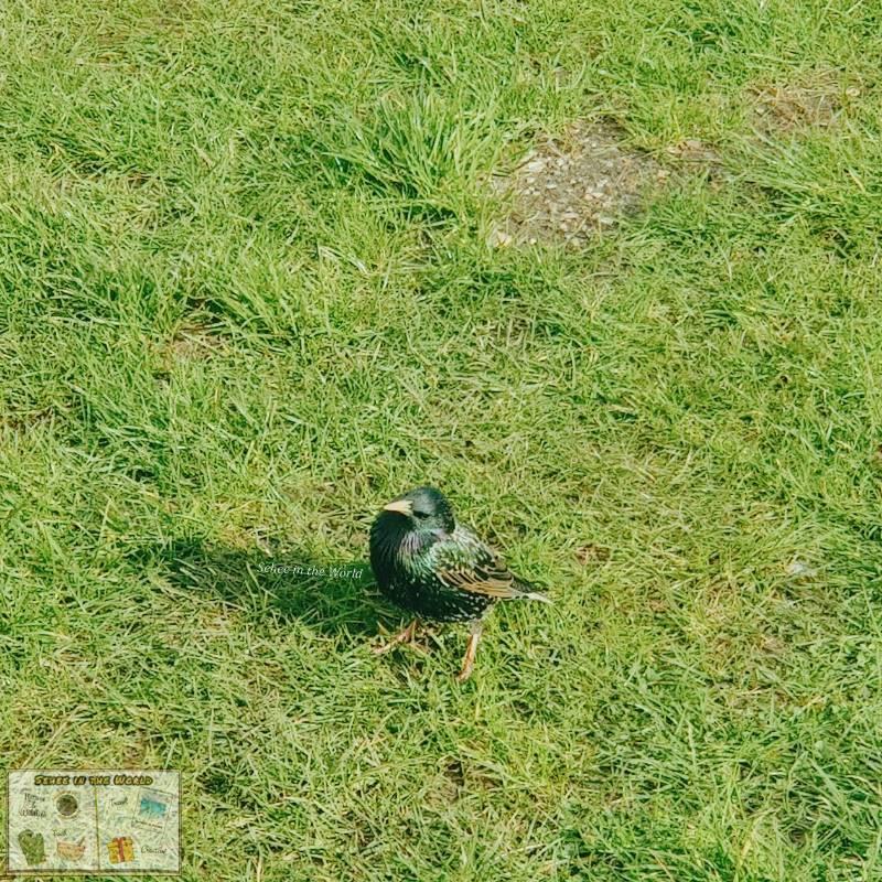 A starling spotted at Stonehenge, showing off its bright and colourful feathers - photo taken by me, Sehee in the World