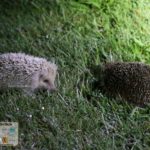 Blonde hedgehog and brown hedgehog together, found during After Dark Safari tour with Alderney Tours (Alderney Trip) - Sehee in the World