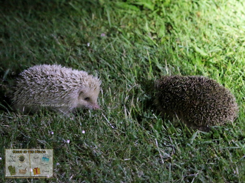 Blonde hedgehog and brown hedgehog together, found during After Dark Safari tour with Alderney Tours (Alderney Trip) - Sehee in the World