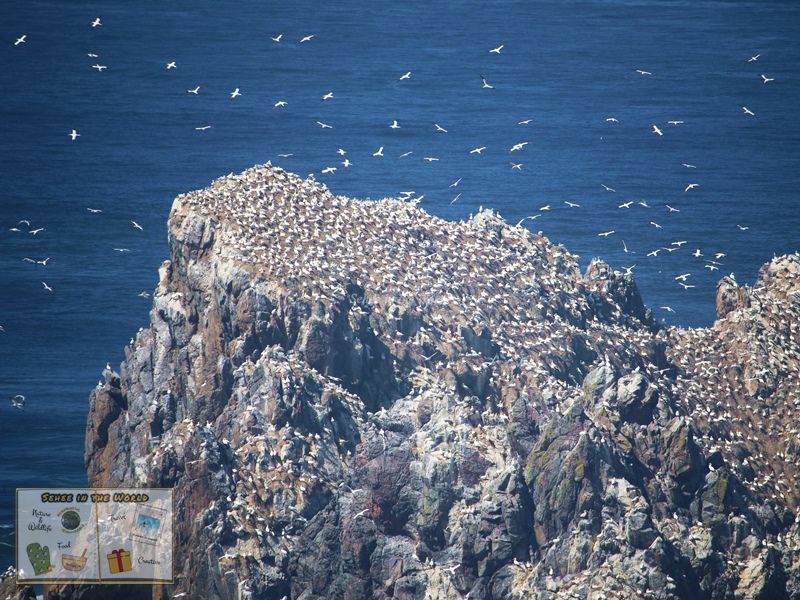 Gannets on Les Etacs (close-up photo) (Alderney Trip) - Sehee in the World