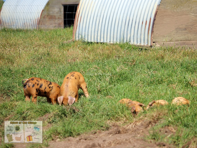 Free-range piglets on the way to Les Etacs (Alderney Trip) - Sehee in the World