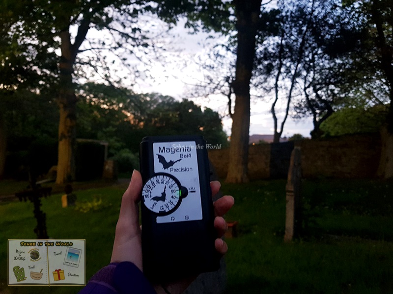 Using a bat detector during Bat and Hedgehog Walks, run by Alderney Wildlife Trust (Alderney Trip) - Sehee in the World