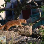 Siberian weasel running away along stone wall (Eocheongdo Island Trip) - Sehee in the World