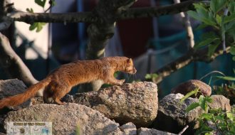 Siberian weasel running away along stone wall (Eocheongdo Island Trip) - Sehee in the World