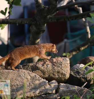 Siberian weasel running away along stone wall (Eocheongdo Island Trip) - Sehee in the World