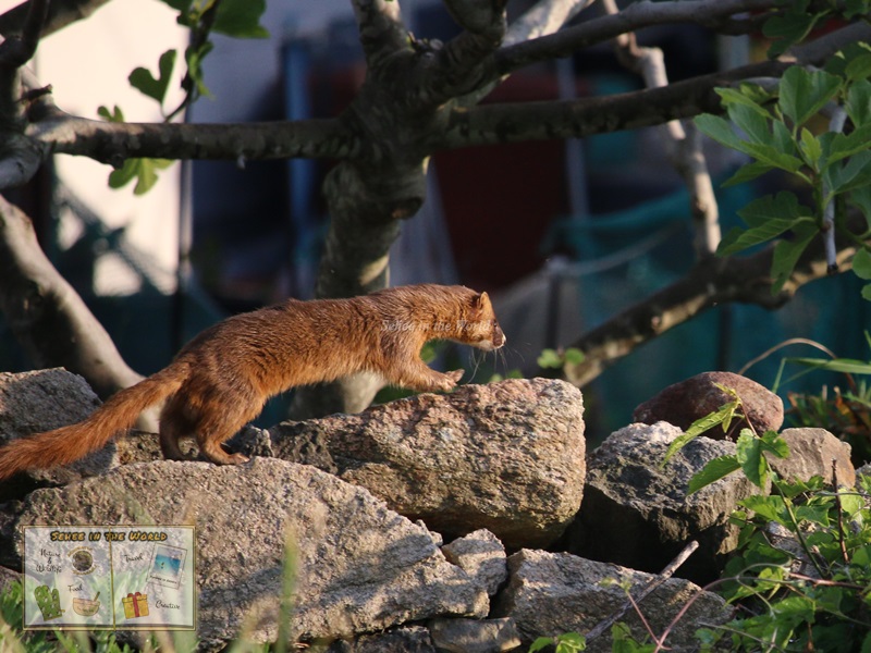 Siberian weasel running away along stone wall (Eocheongdo Island Trip) - Sehee in the World