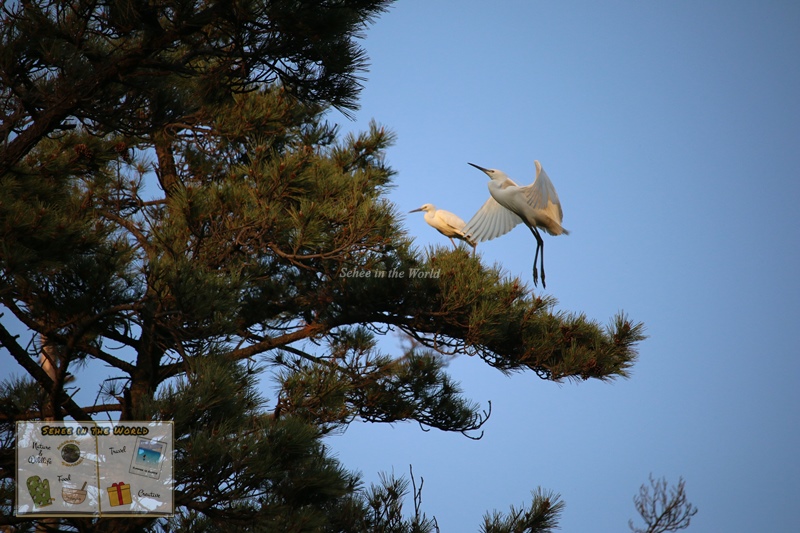 Egrets on pine tree (Eocheongdo Island Trip) - Sehee in the World