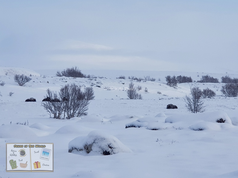 Resting musk oxen in the distance with the snow-covered landscape at Dovrefjell-Sunndalsfjella National Park - Sehee in the World