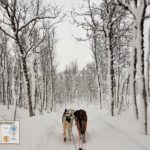Dog sledding through snowy forests in Tromso - the best activity to do in Norway winter trip - Sehee in the World