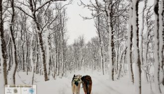 Dog sledding through snowy forests in Tromso - the best activity to do in Norway winter trip - Sehee in the World
