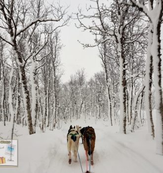 Dog sledding through snowy forests in Tromso - the best activity to do in Norway winter trip - Sehee in the World