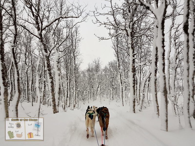 Dog sledding through snowy forests in Tromso - the best activity to do in Norway winter trip - Sehee in the World