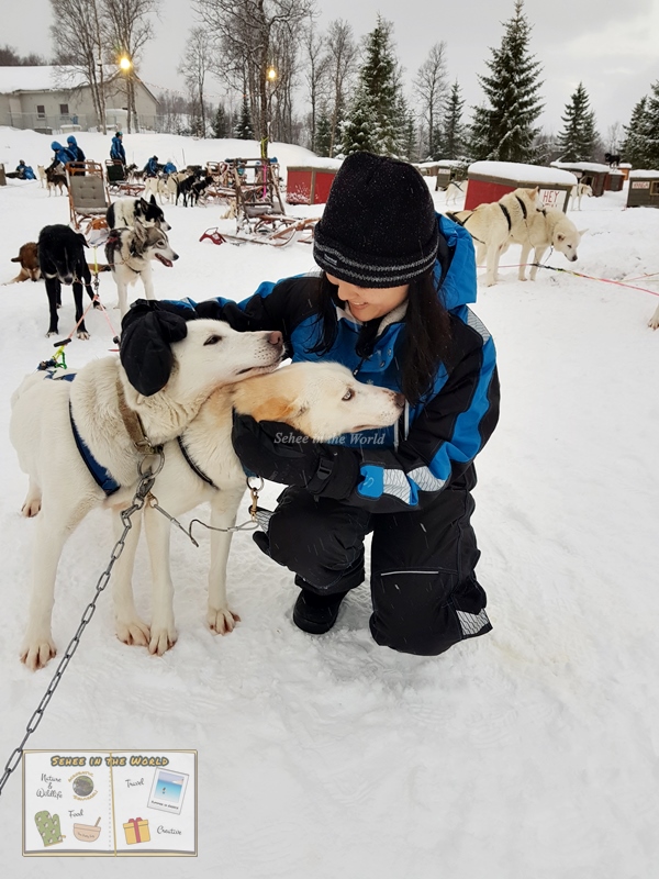 Saying thank you and bye to our amazing 'Team 8' dogs after sledding (Tromso, Norway) - Sehee in the World