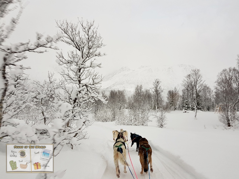 Snowscape during Husky sledding in Tromso - the best activity to do in Norway winter trip - Sehee in the World