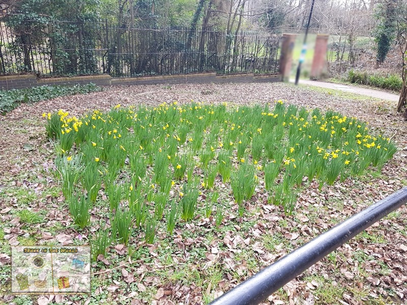 Patch of daffodils found in town - spring flowers in the UK - Sehee in the World