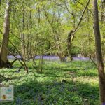 English bluebell landscape in the woodlands - spring flowers in the UK - Sehee in the World
