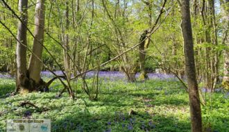 English bluebell landscape in the woodlands - spring flowers in the UK - Sehee in the World