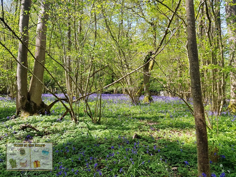 English bluebell landscape in the woodlands - spring flowers in the UK - Sehee in the World