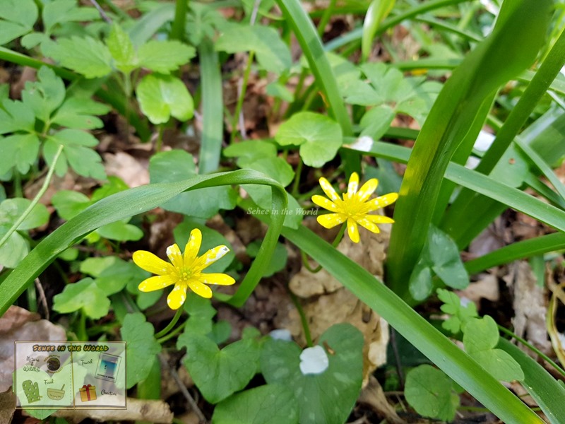 Close-up photo of celandines in the woodlands - spring flowers in the UK - Sehee in the World
