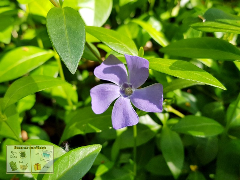 Close-up photo of periwinkle - spring flower in the UK - Sehee in the World