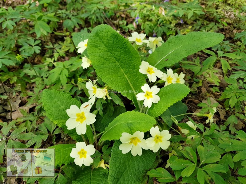 Close-up photo of primrose flowers - spring in the UK - Sehee in the World
