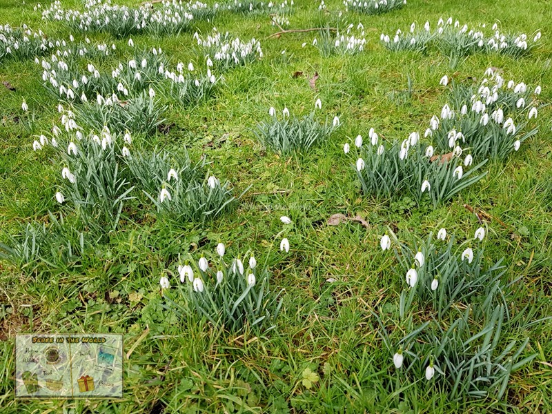 Snowdrops habitat - spring flower in the UK - Sehee in the World