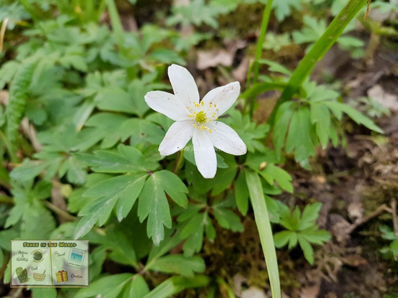 Close-up photo of a wood anemone flower - spring flower in the UK - Sehee in the World