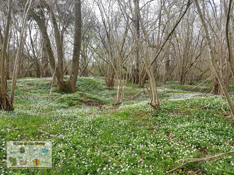 Wood anemones landscape - spring flowers in the UK - Sehee in the World
